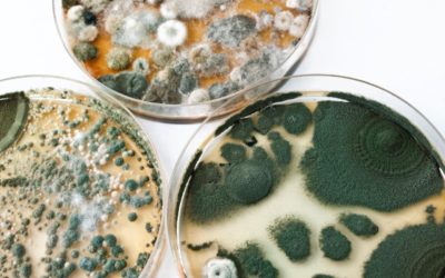 Got Mold? 6 easy tips to keep your home mold free.