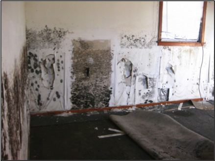 So you found mold, now what?