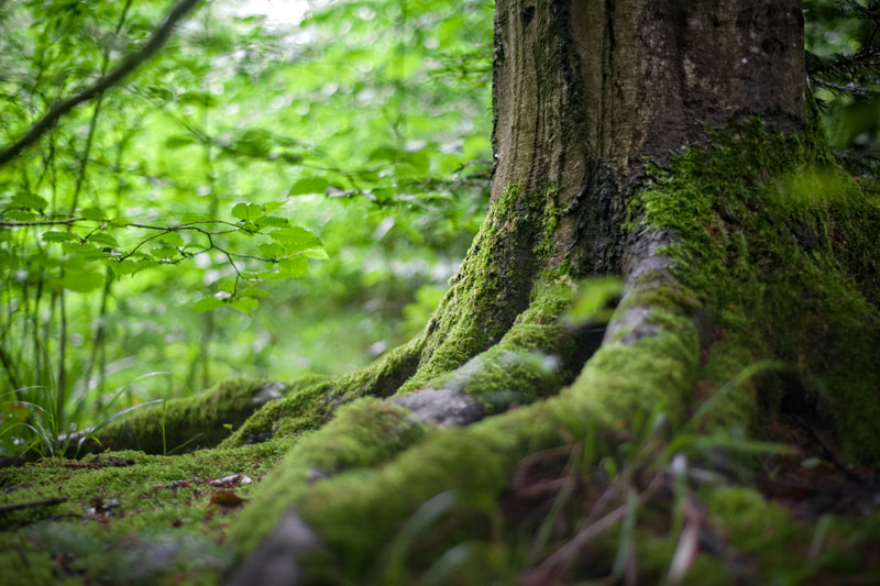 The Healing Power of Nature – aka “Forest Bathing”